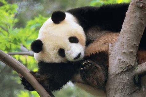 2021成都大熊猫繁育研究基地-旅游攻略-门票-地址-问答-游记点评，成都旅游旅游景点推荐-去哪儿攻略