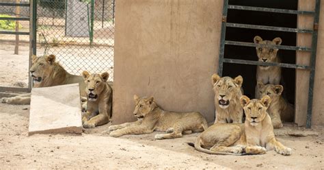 Emergency Rescue of Animals in Sudan - FOUR PAWS International - Animal ...