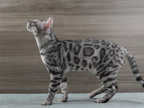 Bengal Cat Patterns: Complete Guide to Spots & Marbles