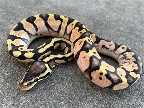 Image result for Calico Ball Python