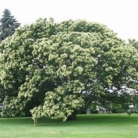 Image result for Superior Chinese Chestnut Tree - (1 Tree)