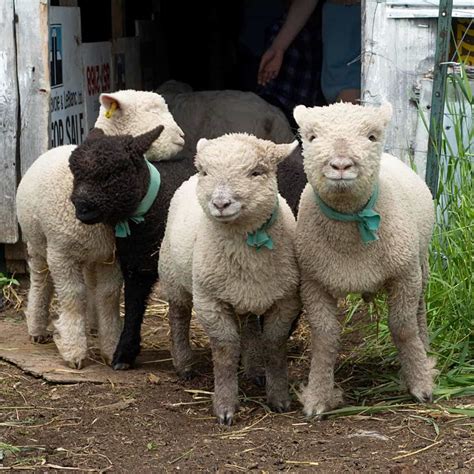 Raising Babydoll Southdown Sheep: Lessons Learned - The Old Walsh Farm