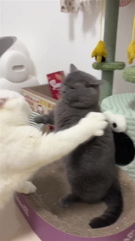 Funny cats videos. | Funny cat videos, Cute baby cats, Cat gif