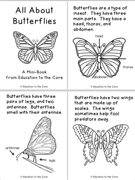 Butterfly Facts Kindergarten