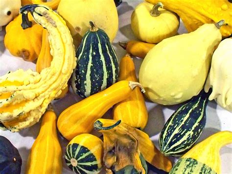 Types of squash - caphery