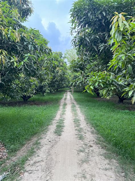 ASD Orchards | Naturally Ripened Mangoes – Delhi NCR