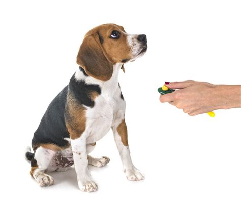 Image result for Dogs Clicker Training for Beginners