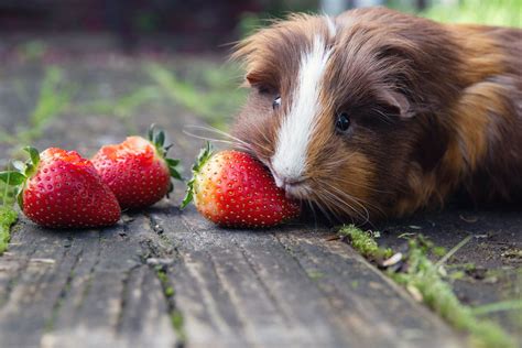 How Do Guinea Pigs See The World at Savannah Eades blog