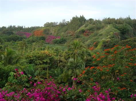 National Tropical Botanical Gardens, Kauai | Botanical gardens, Plants ...