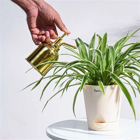 Spritzer Metallic Mister – Ugaoo