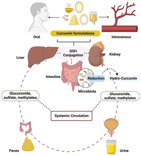 Nano‐Delivery Systems for Curcumin[v1] | Preprints.org