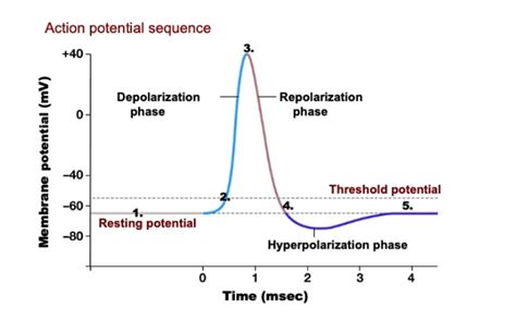 Action Potential Graph 的图像结果
