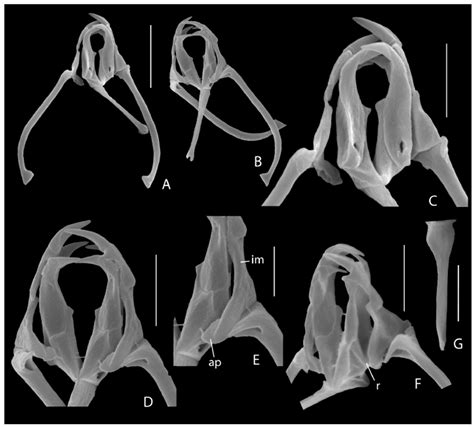 Thalassic Rotifers from the United States: Descriptions of Two New ...