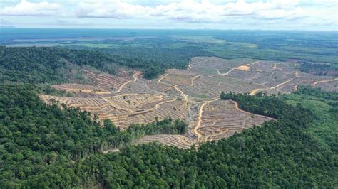 Deforestasi masif di Kalimantan hancurkan habitat orangutan