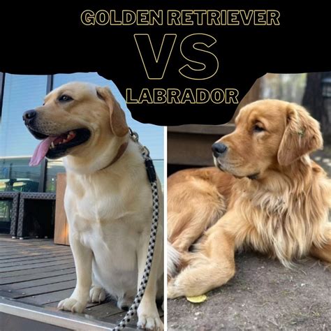 Golden Retriever vs Labrador (8 wichtige Rassenunterschiede) - Labrador ...