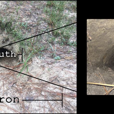 Image result for Using Camera to Explore Gopher Tortoise Burrow