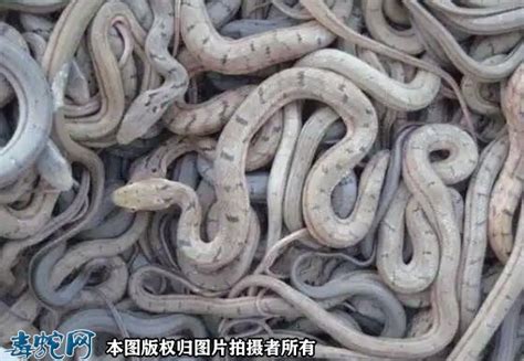 养殖大王蛇技术-大王蛇-毒蛇网