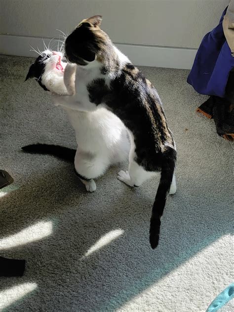 Doing what they do best | Scrolller