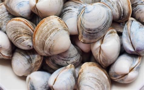The 8 Types of Clams Found on the East Coast and Where to Find Them - A ...