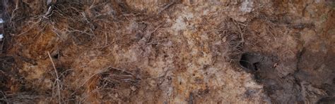 Download wallpaper surface, roots, cracked, earth, texture, Nora ...