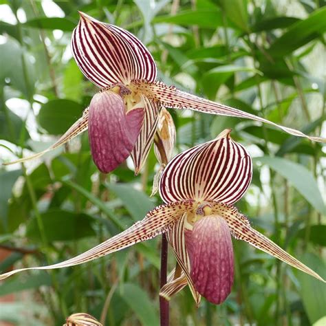 Rare Orchids: Unveiling the Most Unique and Exotic Varieties ...