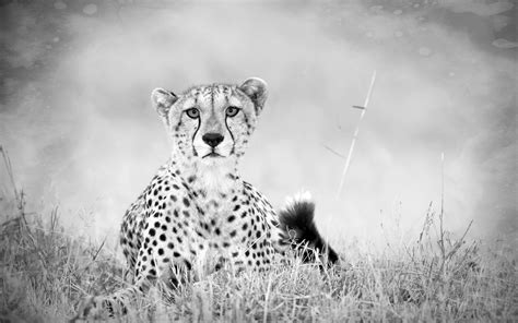 Animal Cheetah HD Wallpaper