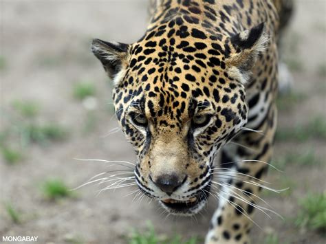 Amazon River Animals Names Amazon Rainforest Of South America