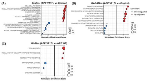 Amyloid-Beta Peptides Trigger Premature Functional and Gene Expression ...