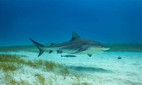6 Sharks Near the Outer Banks, North Carolina - A-Z Animals