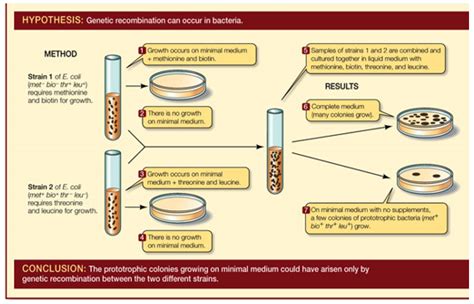 Fig. 42. Genetic recombination