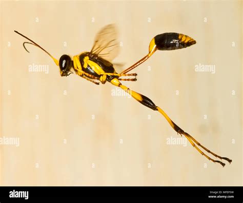 Mud Dauber Wasp (Sceliphron spp.), Fam. Sphecidae, Mulyangarie Station ...