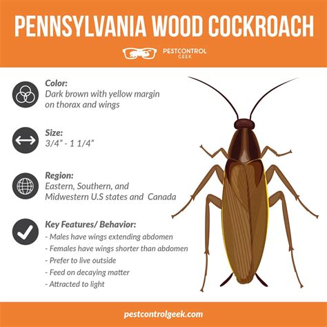 How To Identify and Get Rid of Pennsylvania Wood Cockroaches - Pest ...
