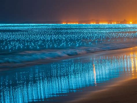 Top 5 To Witness Bioluminescent Waters Near Coimbatore