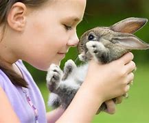 Image result for Rabbit Pet Pictures