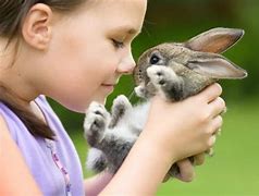 Image result for Pet Rabbit Gray