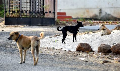 Apathy Or Negligence? Stray Dog Eats Infant's Corpse At Hospital ...