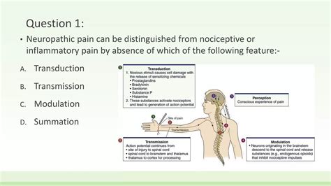 Neuropathic pain vs nociceptive pain | PPTX