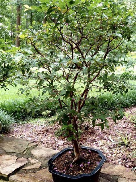 Jaboticaba Fruit Plant Manufacturers and Suppliers from Nashik