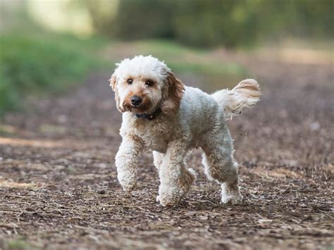 Image result for Big Cockapoo