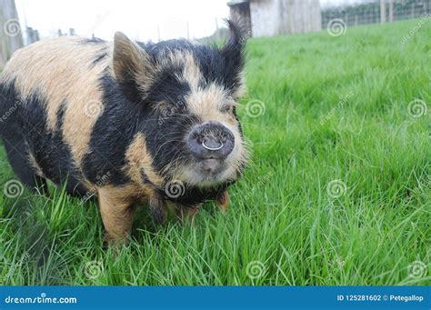 Kune Kune Boar Pig in a Field Stock Photo - Image of snout, boar: 125281602