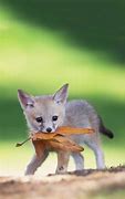 Image result for Magical Baby Animals Cute