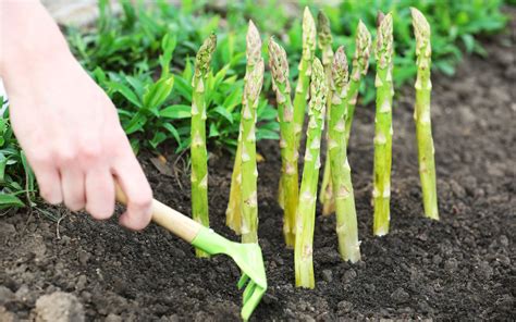 Why Does Asparagus Make Pee Smell Funky? A Genetic Twist You Didn’t See Coming - Suzy Cohen, RPh ...