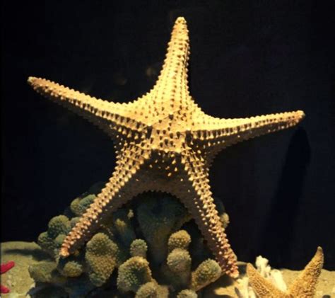 水下的海星 库存照片. 图片 包括有 珊瑚, 粉红色, 星形, 海运, 异乎寻常, 本质, 敌意, 水族馆 - 90390724