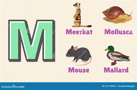 Alphabet Letter M in Pictures, Animals Starting with M Stock ...