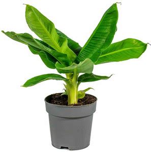 ARGHADIP NURSERY Banana Plant Price in India - Buy ARGHADIP NURSERY ...