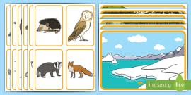 Baby Animals Worksheet | Preschool to F-2 Resources - Twinkl