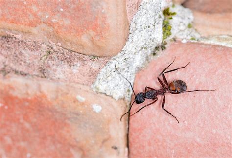 Image result for Spring Season Insects