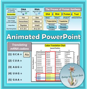 Image result for Codon Chart Practice