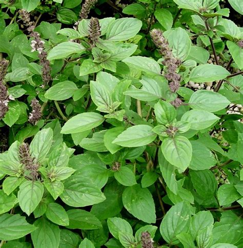 Plantzoin Camphor basil Kapurtulsi Ocimum kilimandscharicum Karpura ...