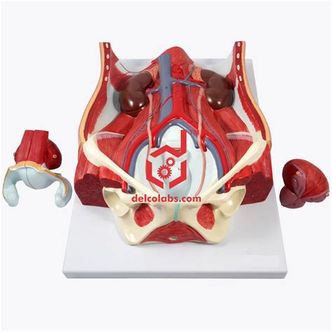 Human Urinary System, Female